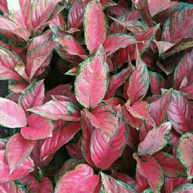 28 Gambar Bunga Aglaonema Merah  Galeri Bunga  HD