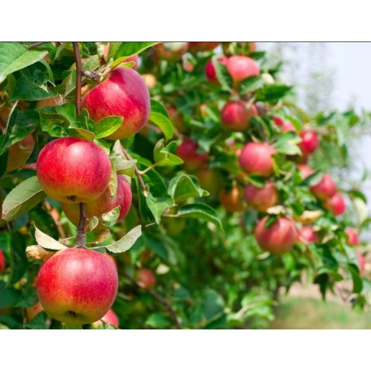 Bibit Apel Merah Lokal