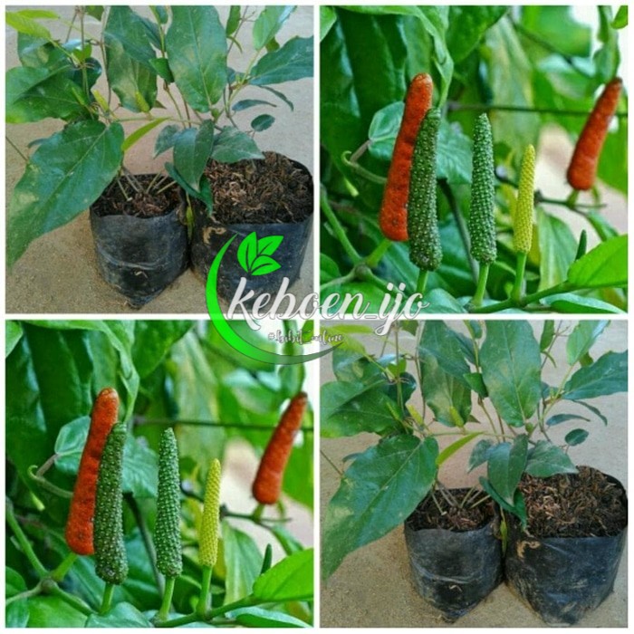 Bibit Cabe Jawa