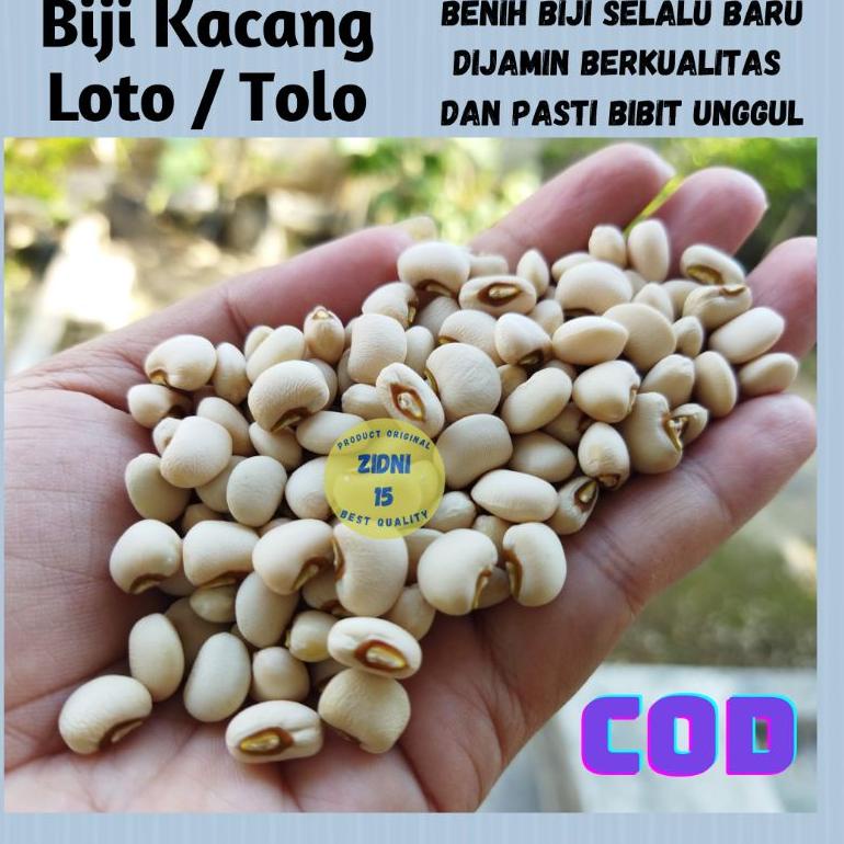 

ニ 500 gram BIJI BENIH KACANG TUNGGAK /JOGROK / LOTO / TOLO putih kwalitas super NEW PRODUCT 2595 ☁