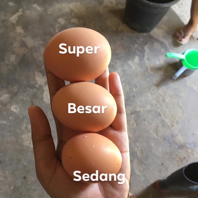 

Telur Ayam