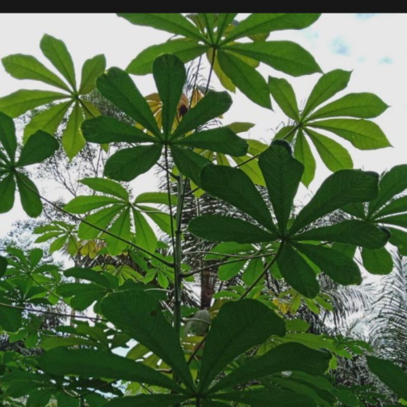 

JUAL DAUN SINGKONG SEGAR PER 300g