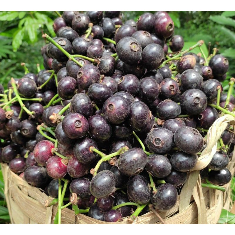 

Buah gowok segar / buah kupa 1kg
