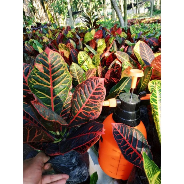 puring worten beauty