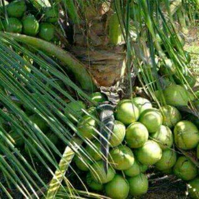 Bibit Kelapa HIBRIDA hijau genjah (pendek sudah berbuah), bibit kelapa hijau, bibit kelapa genjah