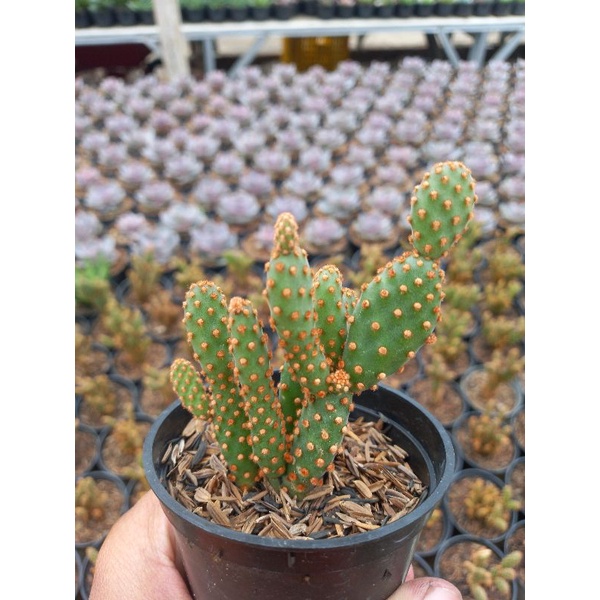 

opuntia