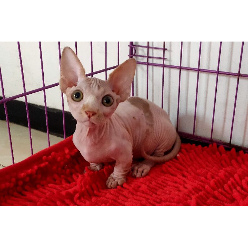 kucing bambino