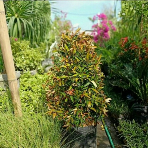 terlaris (1meter up)Pohon Daun Pucuk Merah rimbun cepat besar