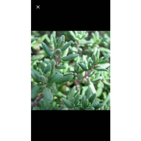 Bibit Tanaman Thyme