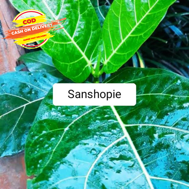 

Daun awar awar segar 1 kg - petik langsung