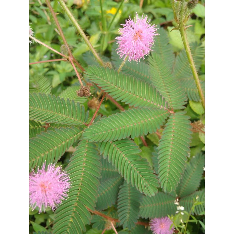 

Daun Putri Malu segar 100g