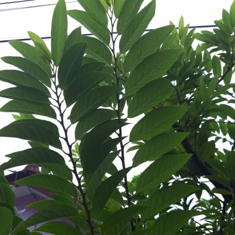 

Daun Srikaya/daun buah Nona 100 gram Rp 6.500 petik dadakan