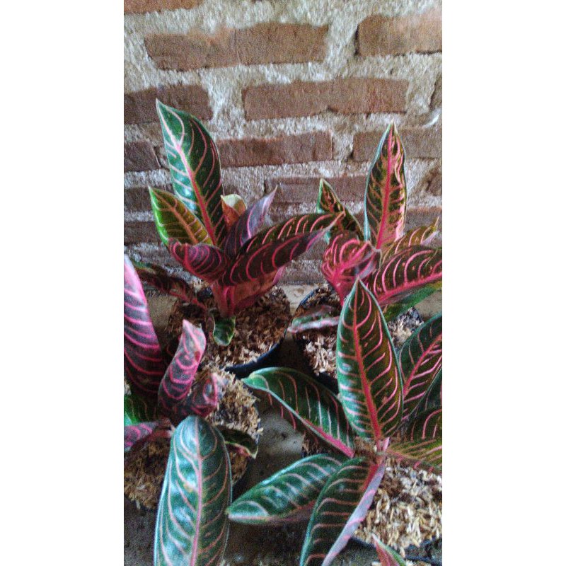 AGLONEMA PRIDE OF SUMATRA