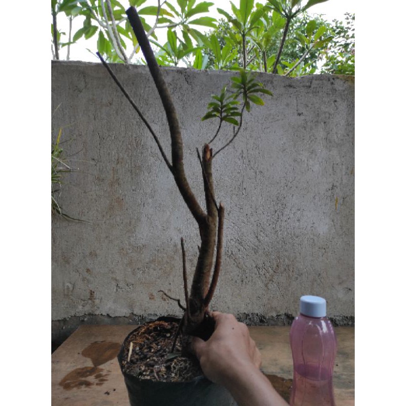 bahan bonsai asoka merah daun mikro 7