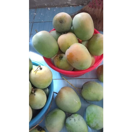 

mangga gedong gincu