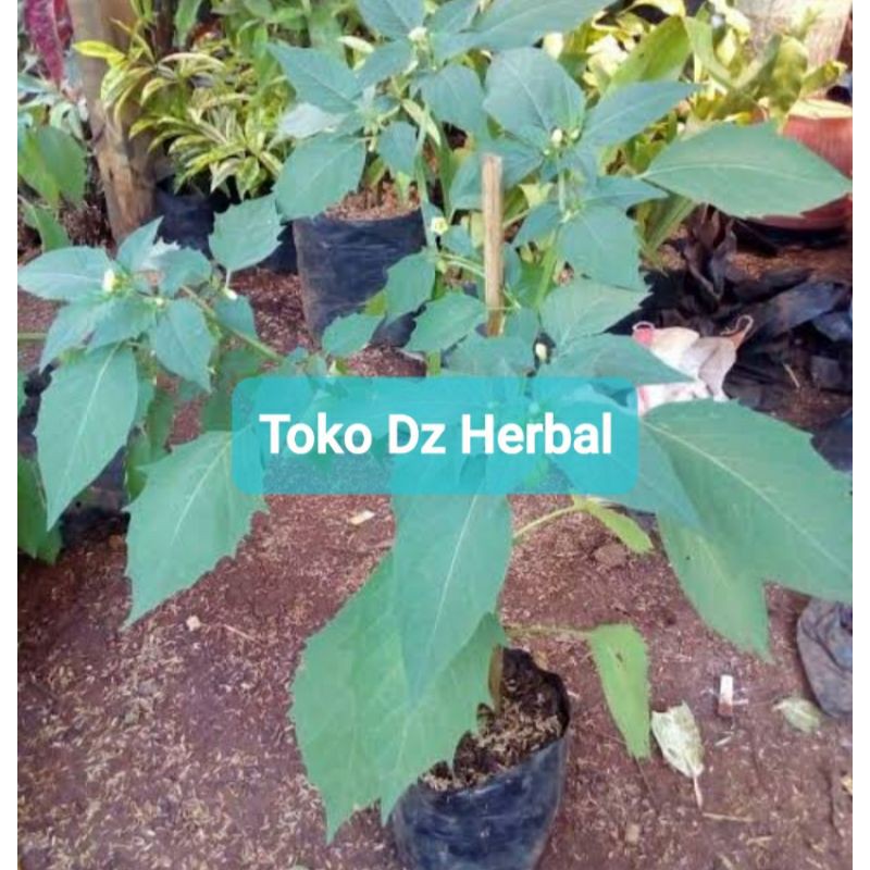 

Daun Ciplukan atau cecenet segar 400 gram-az