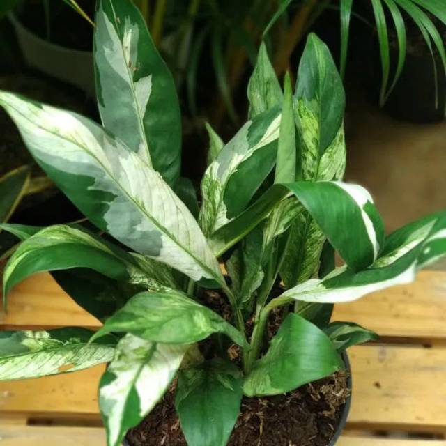 Peace Lily Variegata / Sphatypillum Variegata