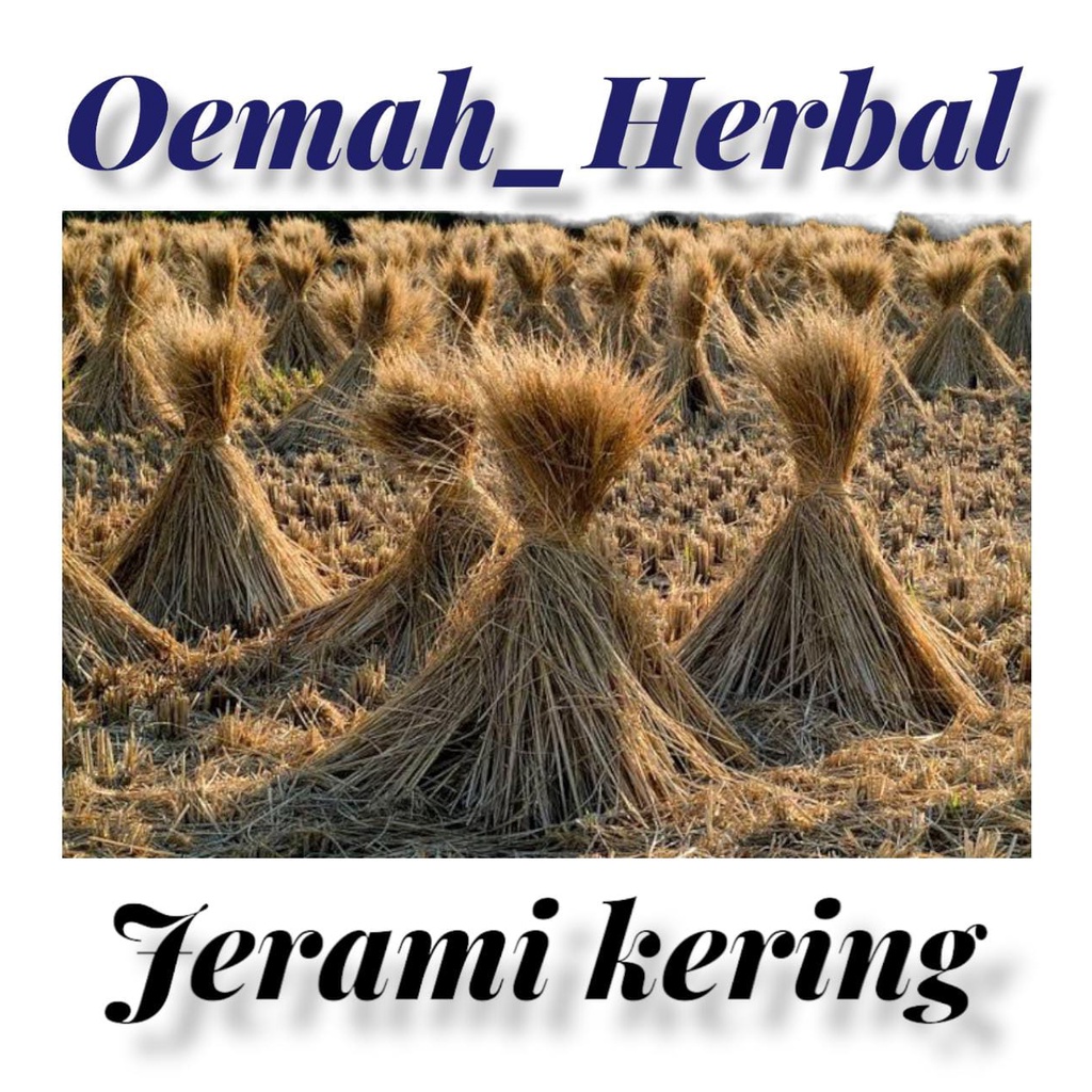Jerami Kering 1 kg, Dami padi jerami kering
