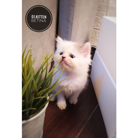 Adopsi Kitten #Anak Kucing