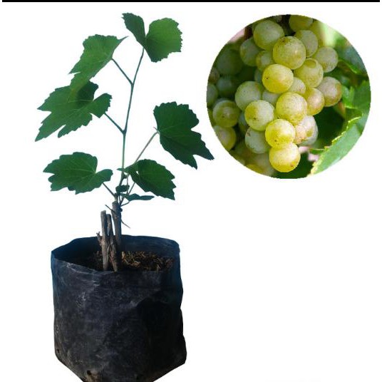 V3T BIBIT TANAMAN BUAH ANGGUR YELLOW BELGIA HIJAU C@RI