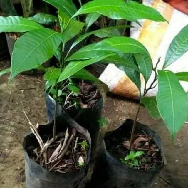 Bibit Gandaria/pohon Gandaria