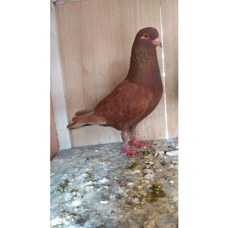 Merpati kolong bebas