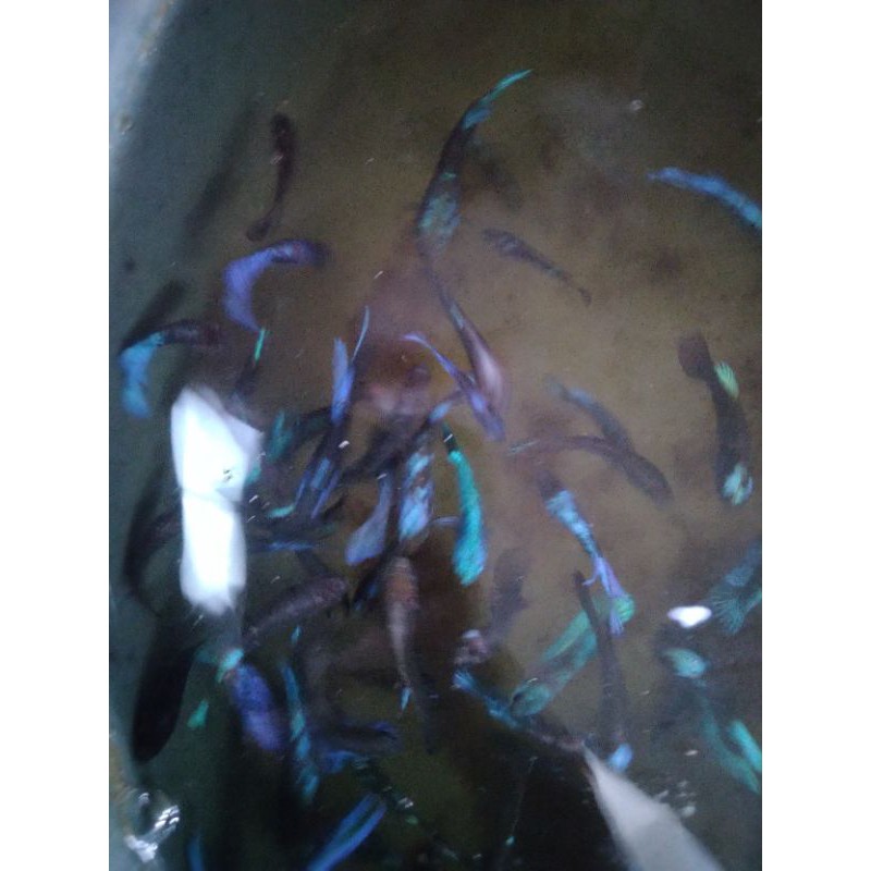 Promo Bahanan Avatar Kalimaya dan Gordon buy 2 get 1 free