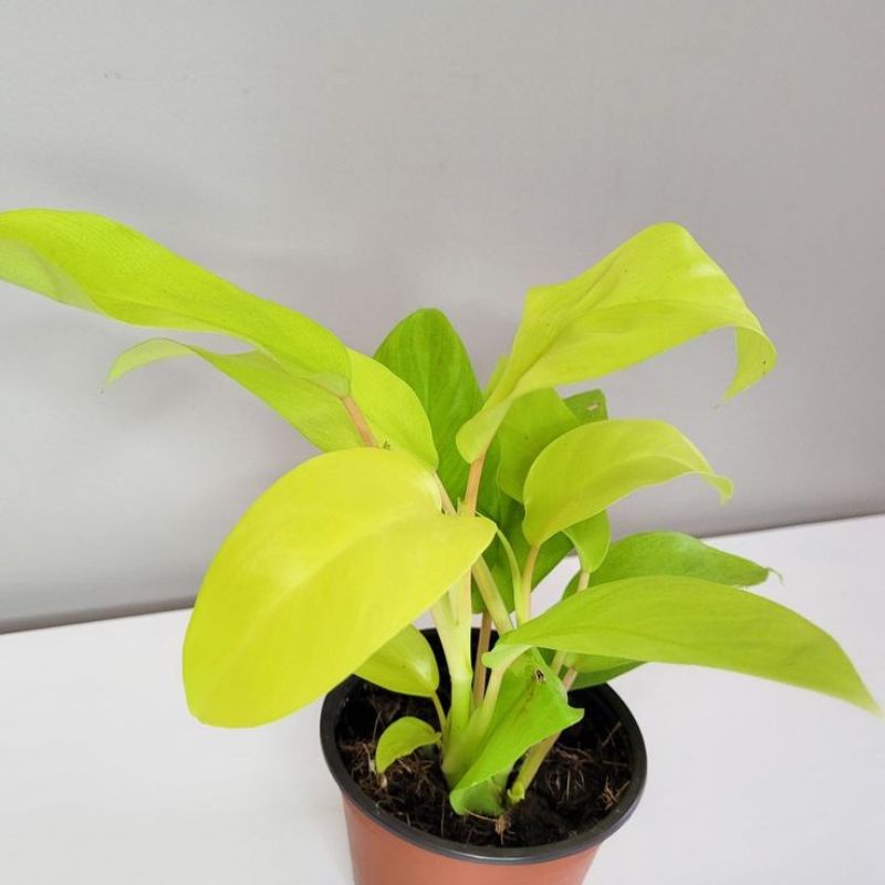 PROMO!! Tanaman Hias Philodendron Lemon Lime - Srigading Centong - Srigading Kuning Tanaman Vertical Garden