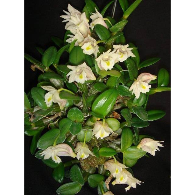 Anggrek mini Dendrobium Pachyphyllum