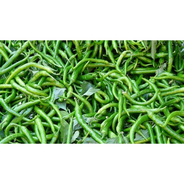 

PASAR ONLINE MURAH - CABE IJO KERITING