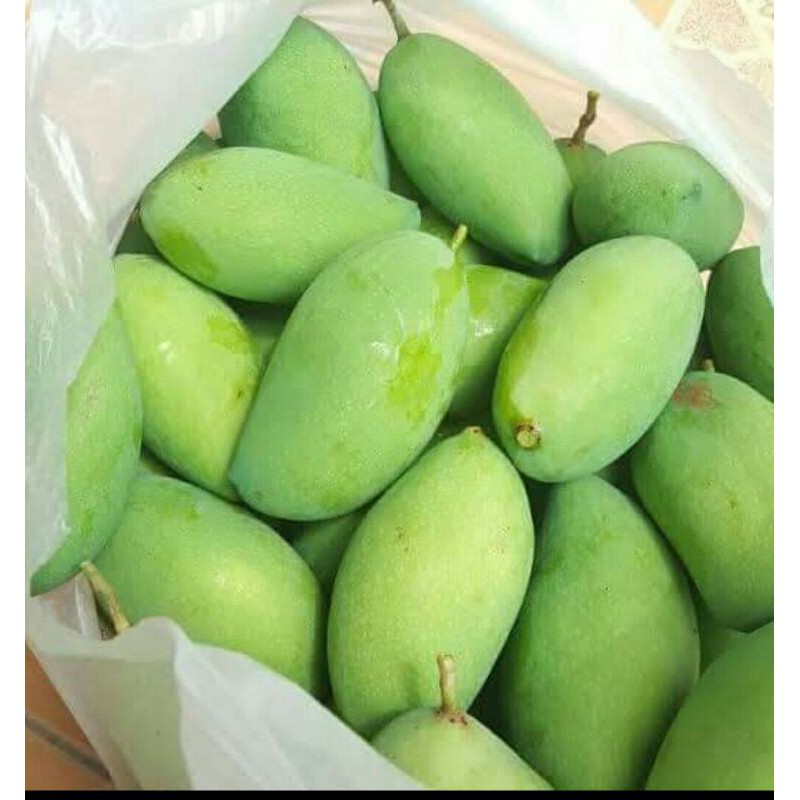

Mangga muda fresh 1kg