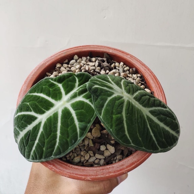 Alocasia Ninja Shopee Indonesia