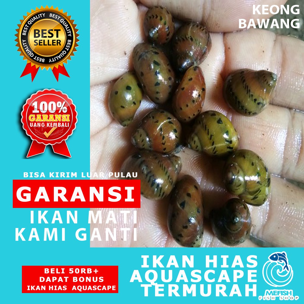 Keong Aquascape / Keong Hias Aquascape / Keong Hias Aquarium - MEFISH_ID ( KEONG BAWANG )
