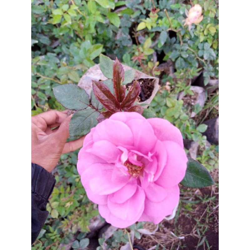 bibit mawar import ungu