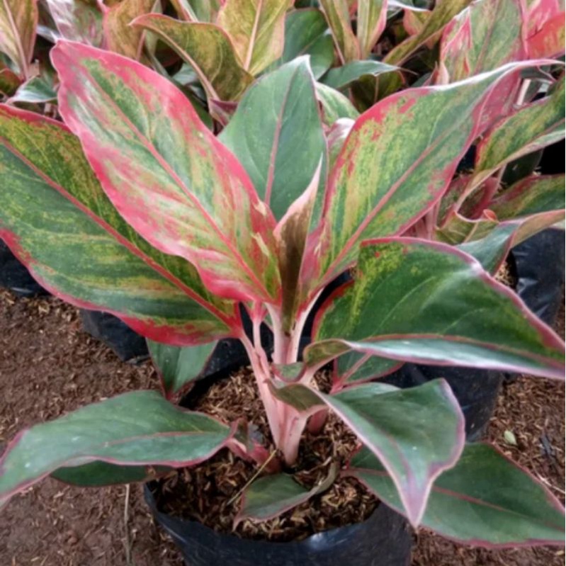 Aglonema Siam Aurora Aglonema Lipstik Aglaonema Tanaman Hias