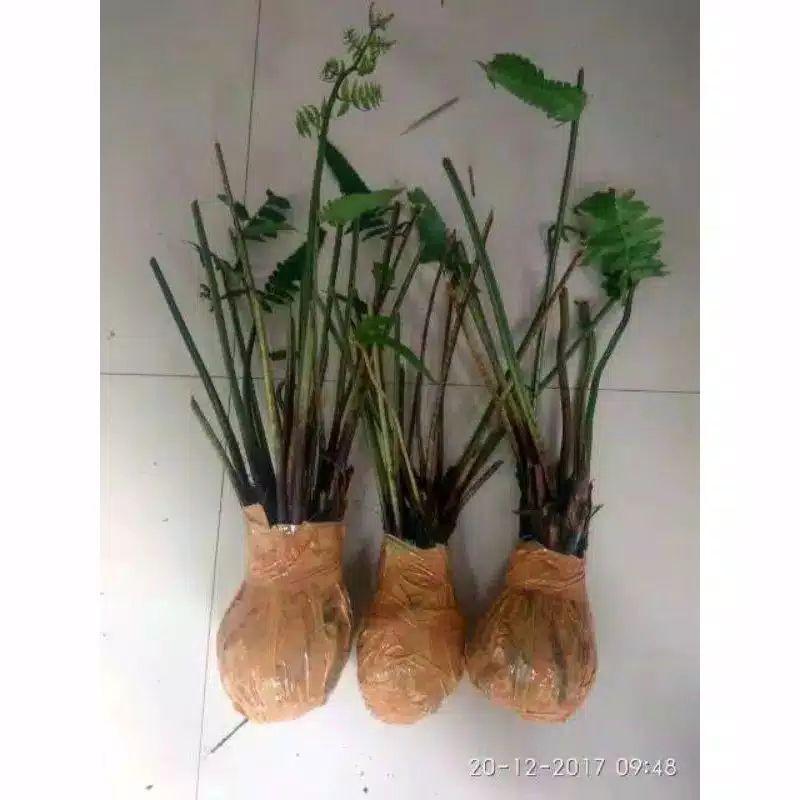 Bibit pakis sayur / Pakis sayur Siap Tanam