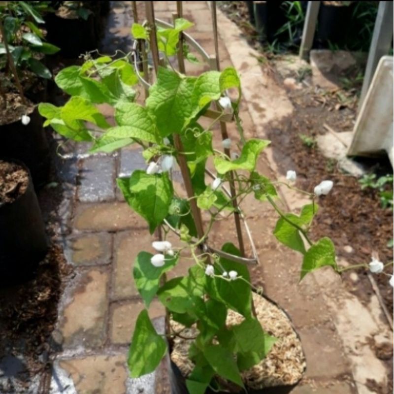 TERBARU Pohon Air Mata Pengantin Bunga Putih Tanaman Rambat Bibit Pohon Bunga Air Mata Pengantin