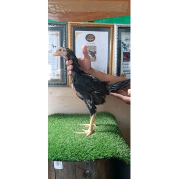 anakan harga 2 ekor. pakhoy. mangon. Pama. Redy usia 2 bln