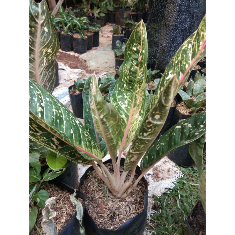 MURAH..tanaman hias aglonema donacarmen-tanaman aglonema donacarmen-aglonema donacarmen