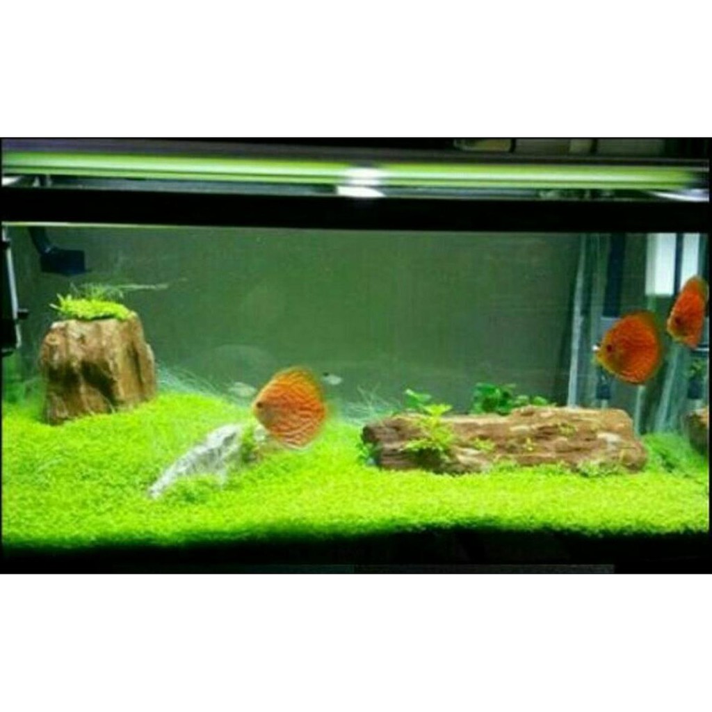 Bibit Tanaman Aquascape Mini Dwarf Hobbies Shopee Indonesia