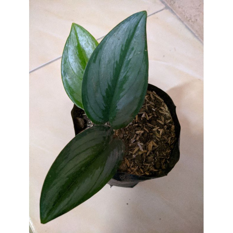 scindapsus/sirih gading silver