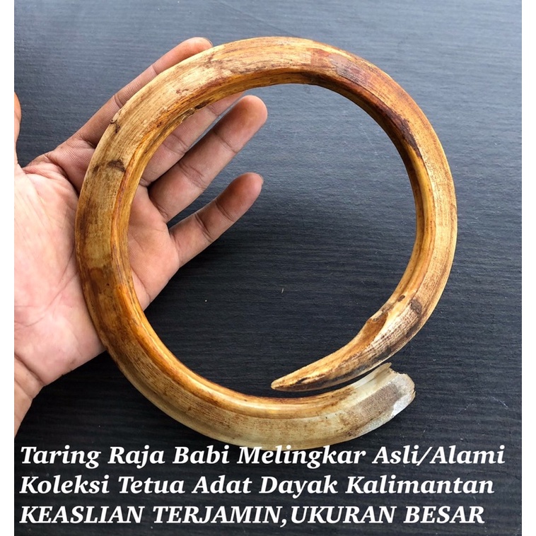 Taring Babi Melingkar Asli Pedalaman Kalimantan X 022