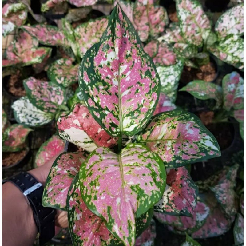 Aglonema Tricolour (baby)