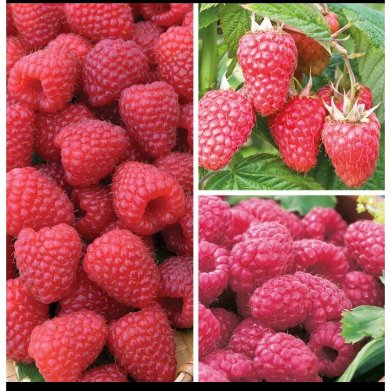 

Rasberry
