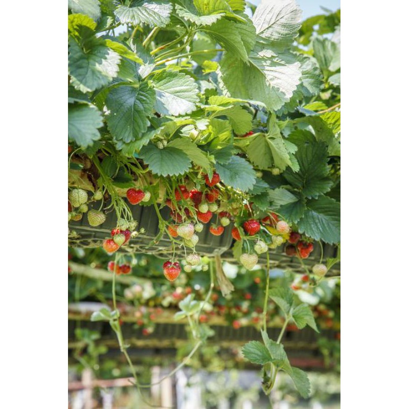 Booster Strawberry Organik,Pupuk Organik Pemicu buah strobery agar cepat berbuah lebat subur buah tidak rontok