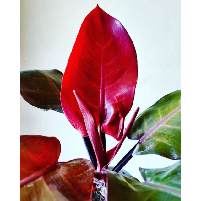 Philodendron Imperial Red ORIGINAL