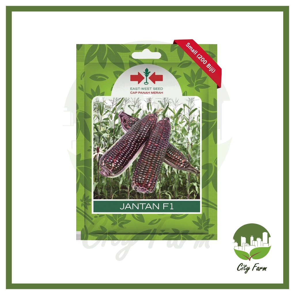 BENIH JAGUNG PULUT JANTAN SP (200 BTR) PANAH MERAH