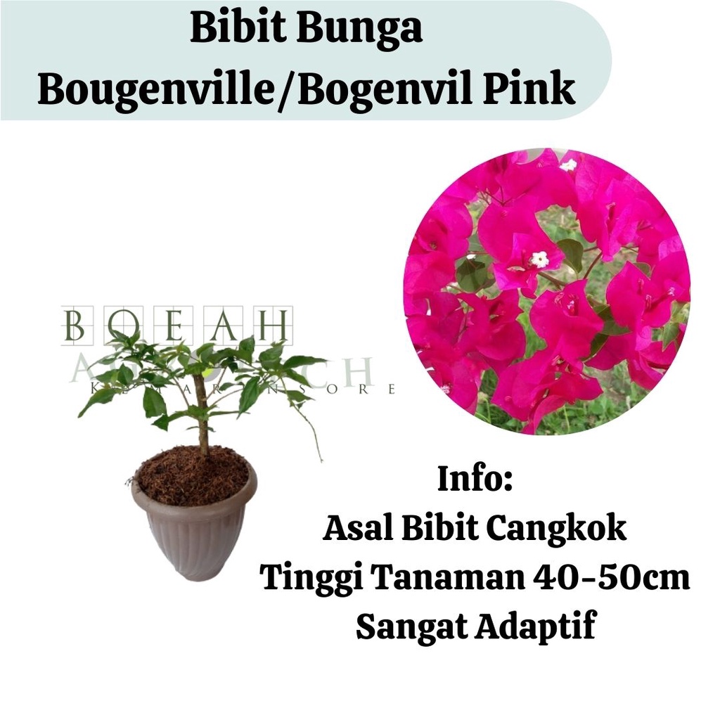 Bibit Bougenville Pink/Bogenvil Pink/Bunga Kertas Sudah Berbunga