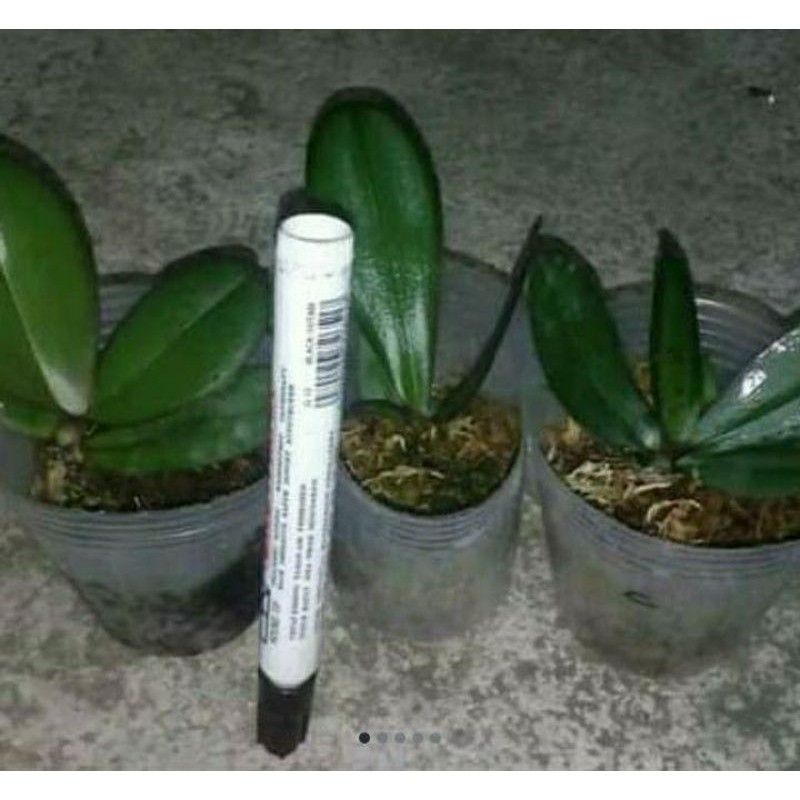 bibit tanaman anggrek bulan remaja