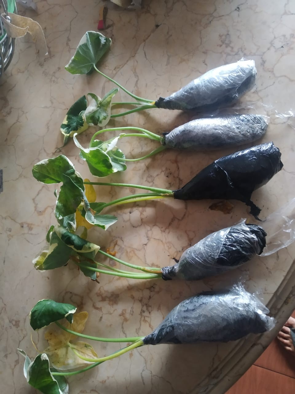 Keladi Kantong Semar